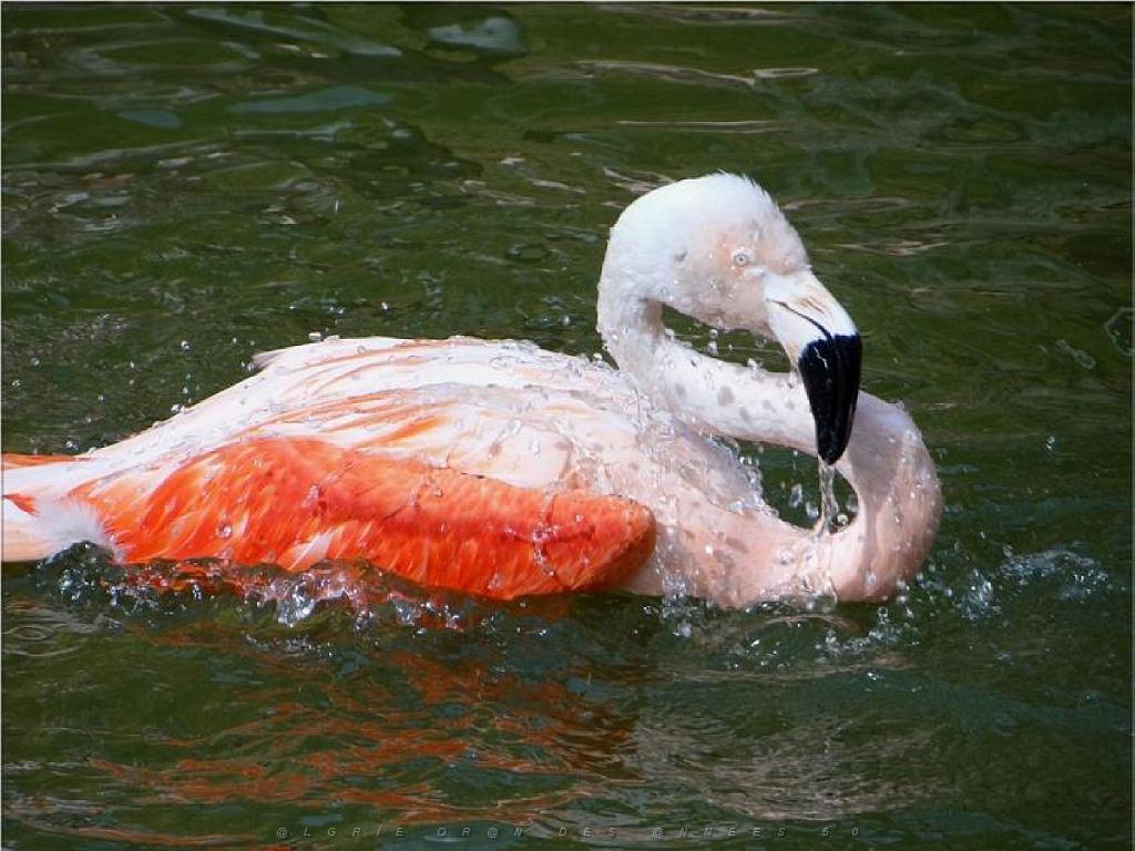 149 BIO PARC DE DOUE LA FONTAINE 6- 2016_000014.jpg